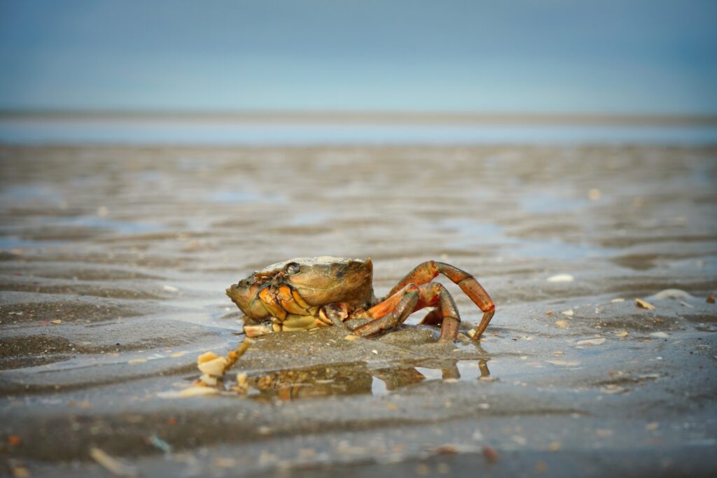 Krab op het strand van De Panne