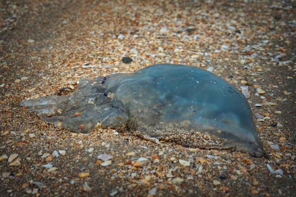 Kwal op het strand van De Panne